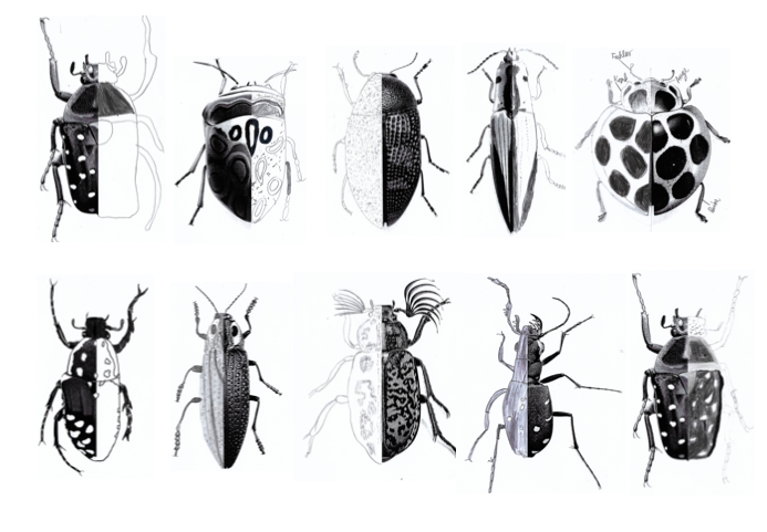 Käfer zeichnen – ein überfachliches Projekt